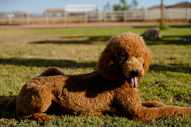 Poodle Standard Stud 26957