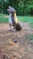 Honeyy B - American Pit Bull Terrier Stud