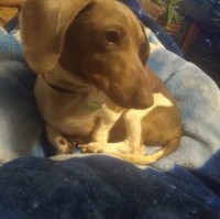 Two Sisters Dachshunds