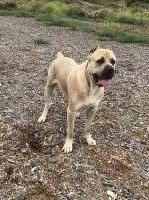 Sergio - Cane Corso Stud