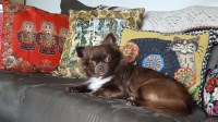 Irina - Chihuahua Stud