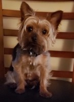 Curtis & Evelyn Fortson - Yorkshire Terrier Stud