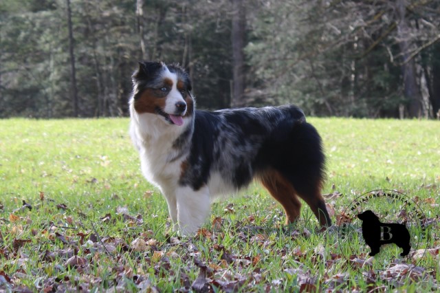 Brawley Miniature American Shepherds