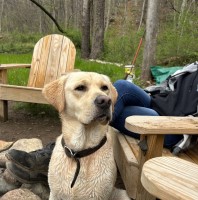 Cletus - Labrador Retriever Stud