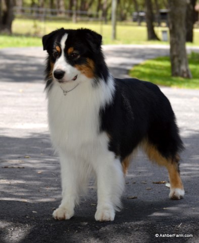 Australian Shepherd Dog Stud 26051