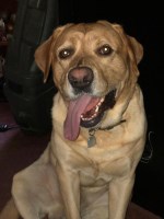 Dj and Kayla Salyer - Labrador Retriever Stud