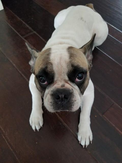 37 Top Photos French Bulldog Breeders Texas Oklahoma / Premier Kennels in Oklahoma | Find your Bichon Frise and ... 37 Top Photos French Bulldog Breeders Texas Oklahoma / Premier Kennels in Oklahoma | Find your Bichon Frise and ...