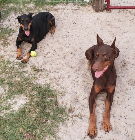 West Coast doberman & Golden Retrievers