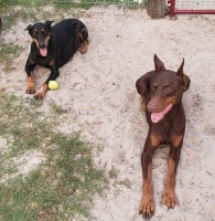 West Coast doberman & Golden Retrievers Doberman Pinscher breeder