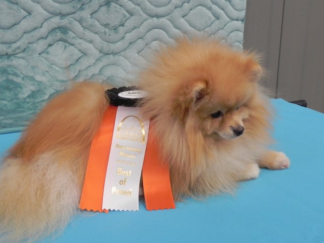 Pomeranian Breeder 30209