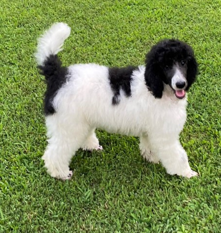 Poodle Standard Breeder 30559