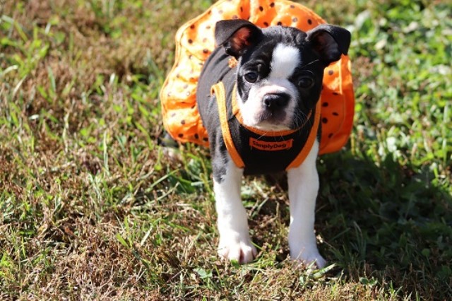 Boston Terrier Breeder 30684