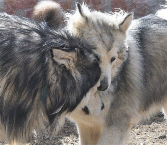 Alaskan Malamute Breeder 25984