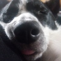 Jade Miller - Border Collie Stud