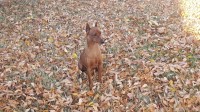 German Pinscher thumbnail