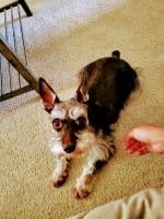 Roxana Clay - Miniature Schnauzer Stud