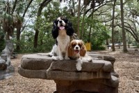 Cavalier King Charles Spaniel thumbnail
