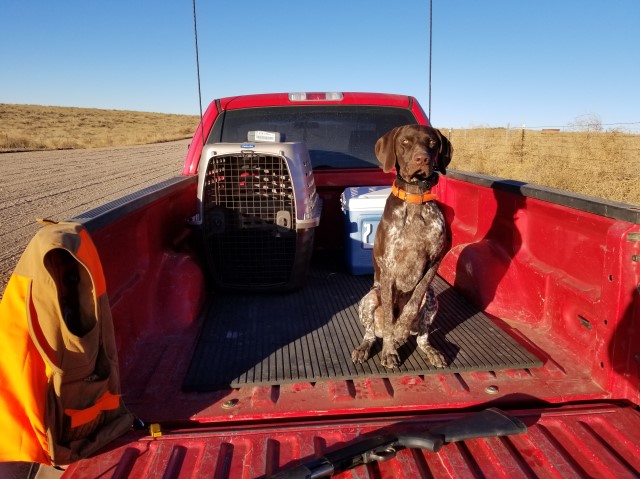 German Shorthaired Pointer Stud 29209