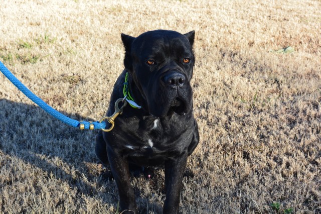 Cane Corso Stud 29144