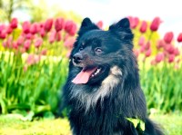 Cheyenne P. - Pomeranian Stud