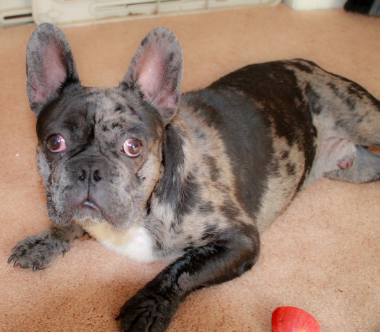 French Bulldog Stud 27455