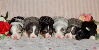 Pembroke Welsh Corgi thumbnail