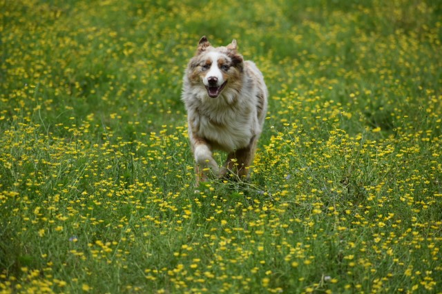 Australian Shepherd Dog Stud 29281