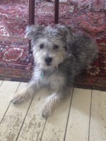 Greg Barrett - Cockapoo Breeder Cockapoo breeder