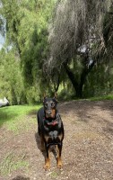 Morgan - Doberman Pinscher Stud