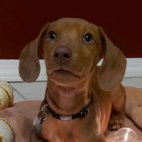 Demeter - Dachshund Stud