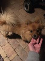 Maria Branch - Pomeranian Stud