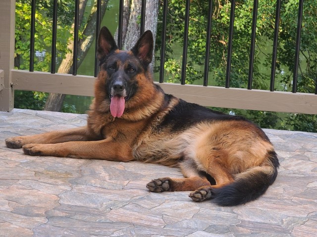 German Shepherd Dog Stud 26924