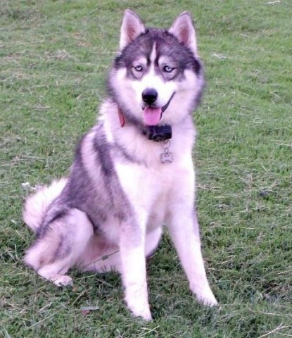 Siberian Husky Breeder 25312