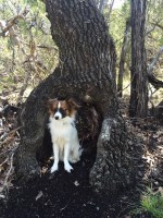 Cox Papillons Papillon breeder