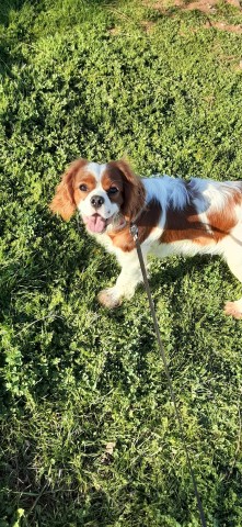 Cavalier King Charles Spaniel Stud 29019