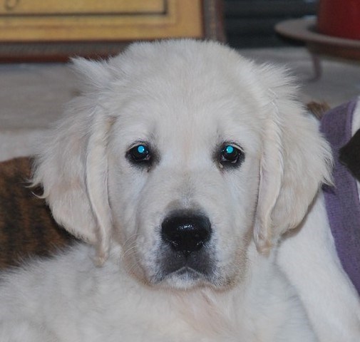 GoldWynns English Cream Golden Retrievers