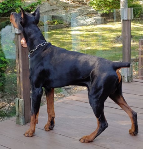 Doberman Pinscher Stud 29732