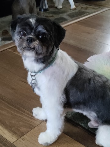 Shih Tzu Stud 30619