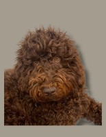 Hannah M. - Poodle Standard Stud