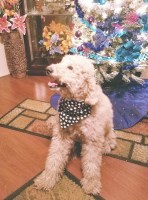 Heavens Heart Farms Poodle Standard breeder