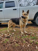 Omar Vitier - German Shepherd Dog Stud