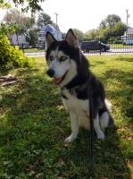 Susan - Siberian Husky Stud