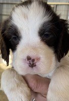 Compton Canine Cuties English Springer Spaniel breeder