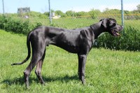 Juan Velasquez - Great Dane Stud