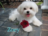 Maltese Forever Maltese breeder