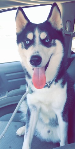 Siberian Husky Stud 27921