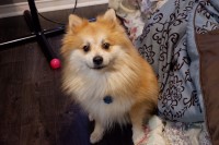 Brithany Orleans - Pomeranian Stud