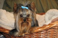 Kody Bobber - Yorkshire Terrier Stud