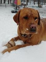 Ken and Carol Kugel - Labrador Retriever Stud