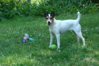 Hillside Kennels Jack Russell Terrier breeder